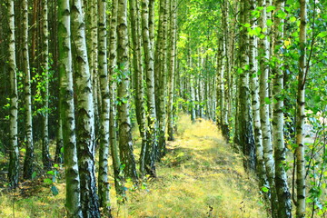 old birch trees in a forest in one of the Polish villages