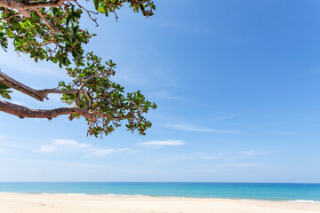 Summer holiday and vacation background concept of beautiful leaves frame trees on tropical beach in summer season.