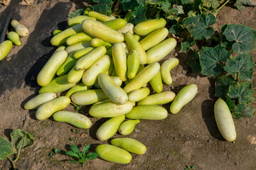 Ripe cucumbers lie in a pile on the ground.