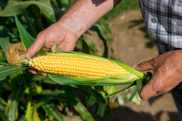 The gardener is holding a ripe ear of corn.