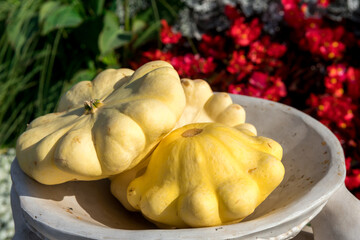 Ripe squashes are on the dish