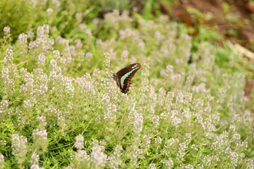 Common bluebottle, Graphium sarpedon butterfly on thyme flower
