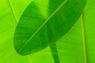 Macro of banana leaf for background and nature design.