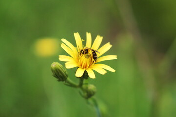 セイヨウタンポポと蜂