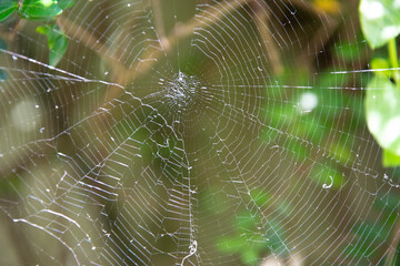 Naklejka premium spider web with dew drops