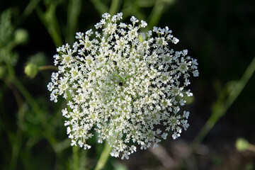 close up of a flower of a tree