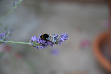 bee on a flower
