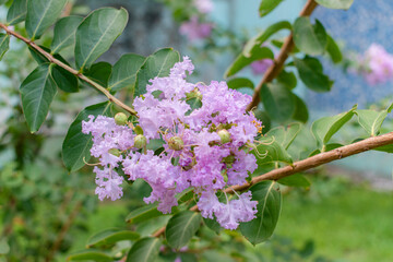 flowers in spring