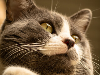 Retrato de un gato gris con blanco, gatos demesticos.