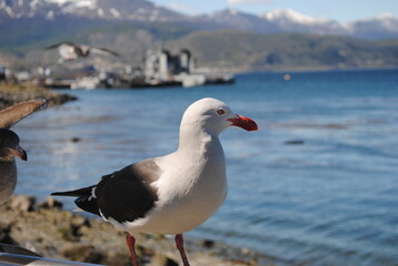 seagull on the shore