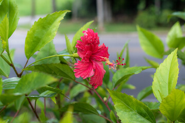 red hibiscus flower in garden