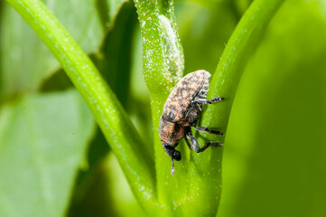 Lesser knapweed flower weevil on plant stem