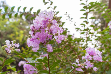 lilac flowers