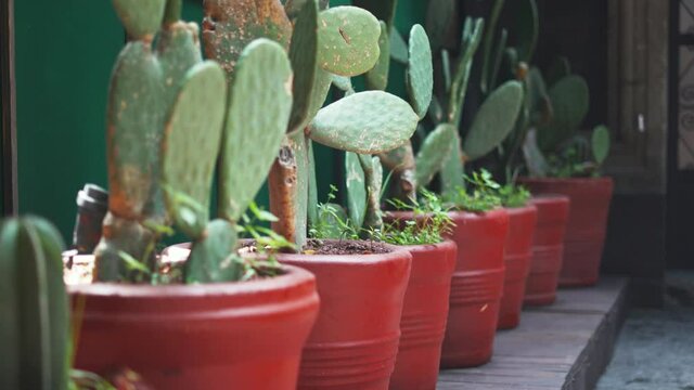 4K Lateral View of a Row of Cacti in Red Pots Up Close