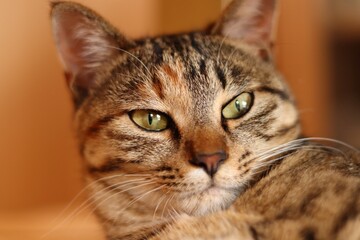 Close-up portrait of young tabby cat, looking at something