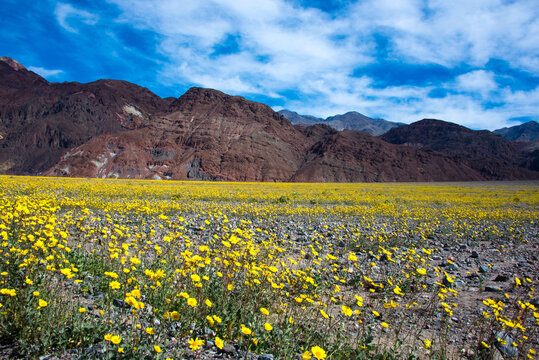 field of yellow flowers during the superbloom of wildflowers in Death Valley National Park with dramatic cloudy sky in and hills in the background