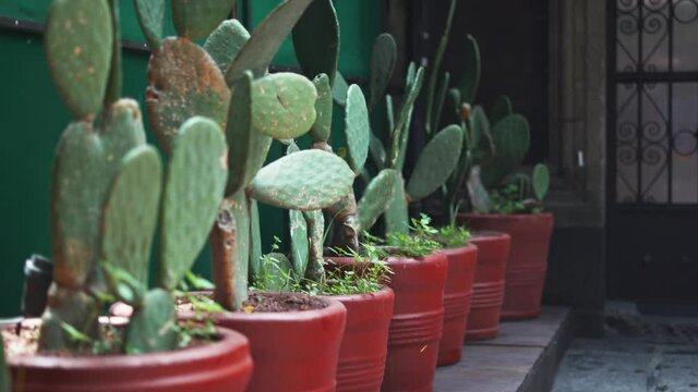 4K Up Close View of a Row of Cacti in Red Pots
