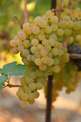 Fototapeta premium Ribeiro grape bunches in Orense