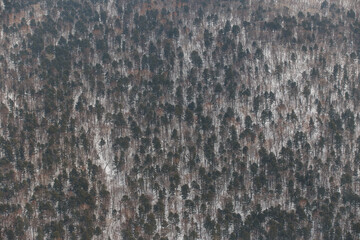View from above. Winter coniferous forest, captured from a helicopter