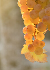 Ribeiro grape bunches in Orense