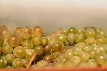 Ribeiro grape bunches in Orense