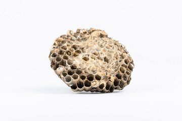 アシナガバチの蜂の巣