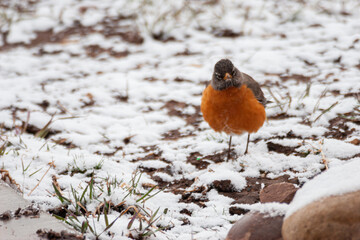 Robin in the snow