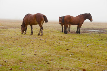Horses in a ranch