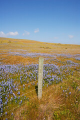 Fence in a field, California, USA