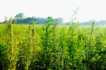 Fototapeta na wymiar Crop in a field