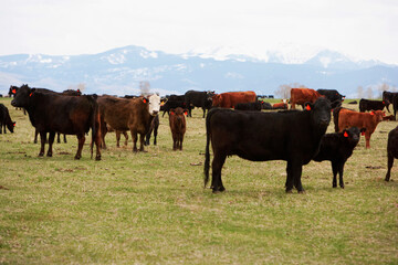 Herd of cows in a field, Montana, USA