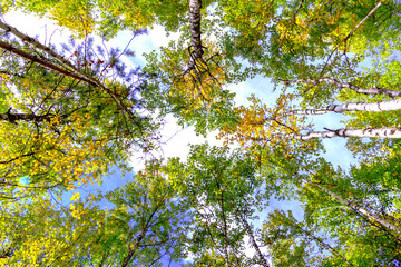 Autumn forest, sky, clouds. The colors of autumn.