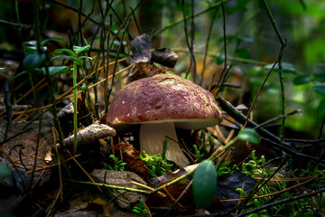 Boletus among moss and foliage. Mushroom picking. Mushrooms in nature.