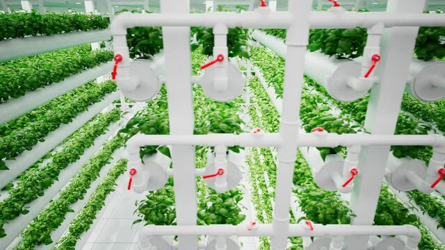 Indoor hydroponic farm with rows of green plants in white pipes