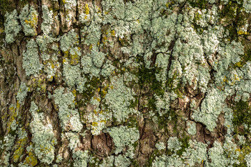 Tree Bark Texture Backrgound