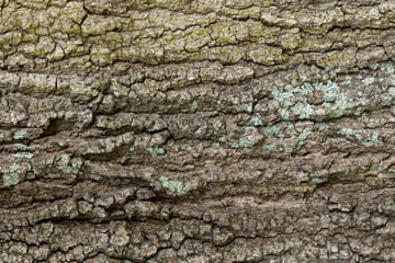 Tree Bark Texture Backrgound