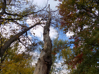 dead tree