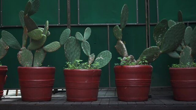 4K Front View of a Row of Cacti in Red Pots