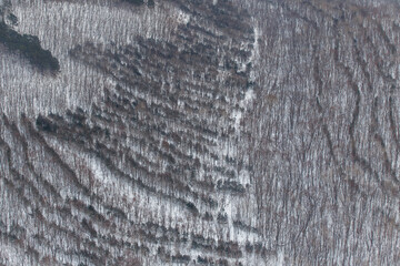 View from above. Luscious trees planted in the forest in even rows