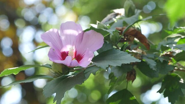 Beautiful pink flowers of Lavatera trimestris. Flower of Tree Mallow, Lavatera maritima. Base purple. Shrub with bright blossoming flowers in the garden against the background of the summer garden