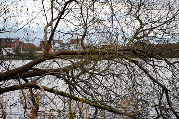 Denmark - Frederiksborg Castle Gnarled Tree Screen by the Lake
