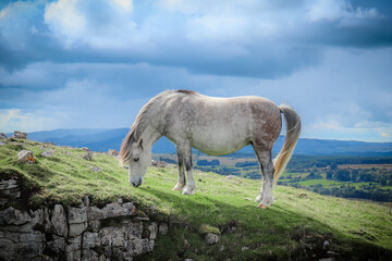 Wild Welsh Mountain Pony in Brecon Beacon National Park