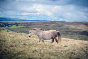 Wild Welsh Mountain Pony in Brecon Beacon National Park