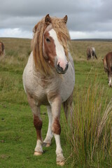 Naklejka na ściany i meble Wild Welsh Mountain Pony in Brecon Beacon National Park