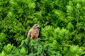 杉の木の上でのんびりくつろぐトビ