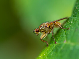 Mouche sur feuille.