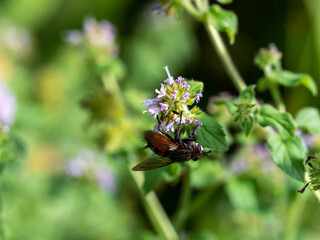 Mouche sur fleur.