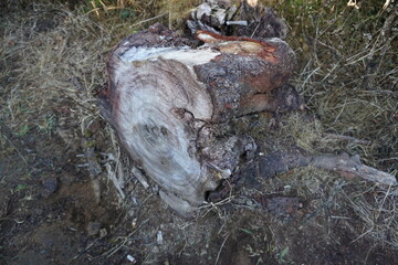 Natural log cut against a forest background.