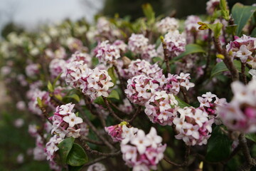 遊歩道に咲いている沈丁花