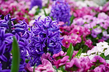 公園に咲いているヒヤシンス